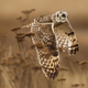 Illustration for article titled The Competition Is Fierce For This Years Best Wildlife Photographer